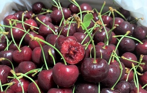 Cherry Úc