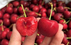 Cherry Canada