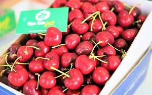 Cherry Canada