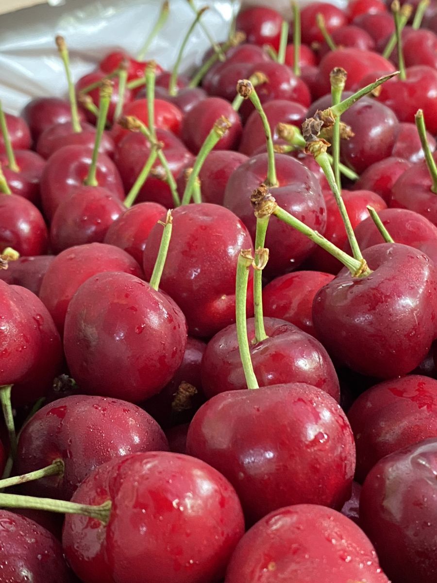 Cherry Coral champagne Golden grow Mỹ