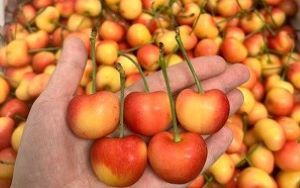 Cherry Mỹ có bao nhiêu loại