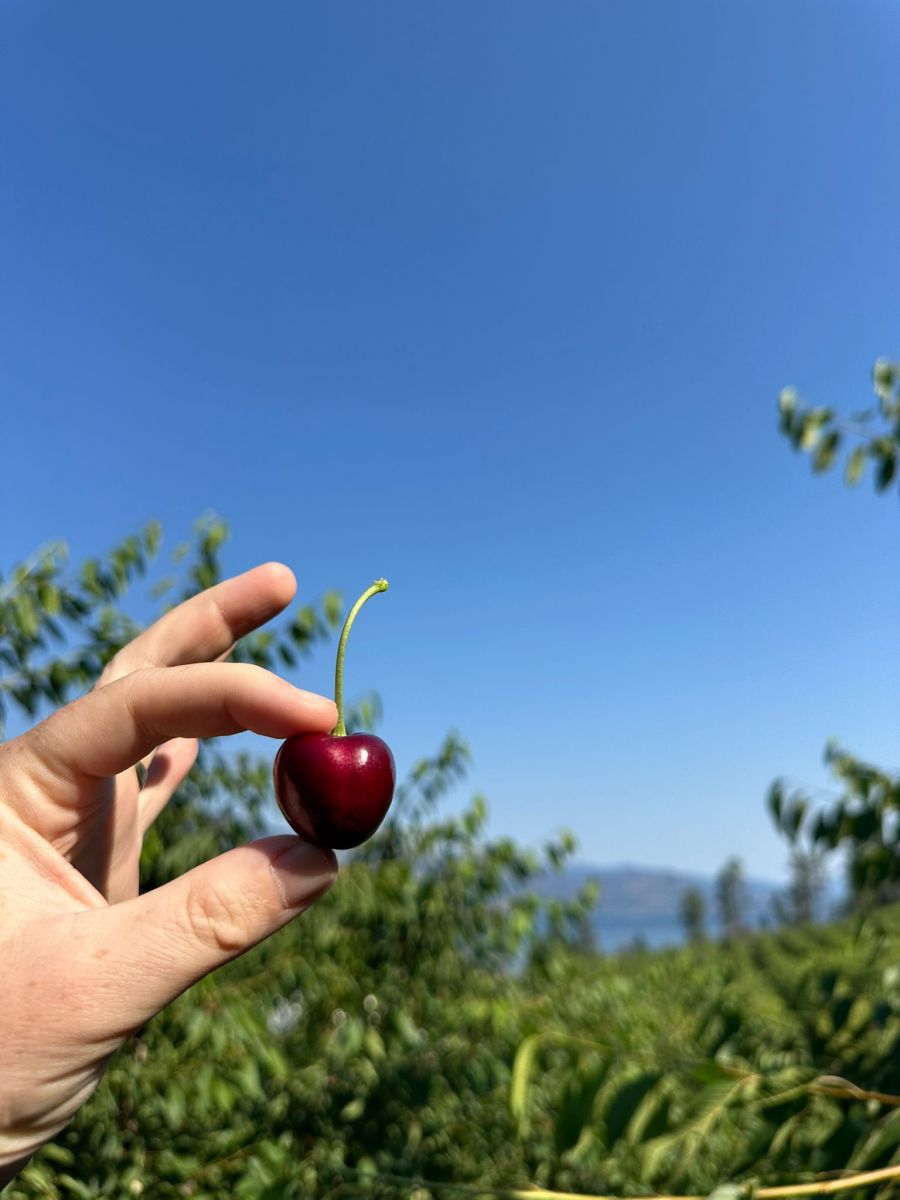 Cherry chuối CND Canada