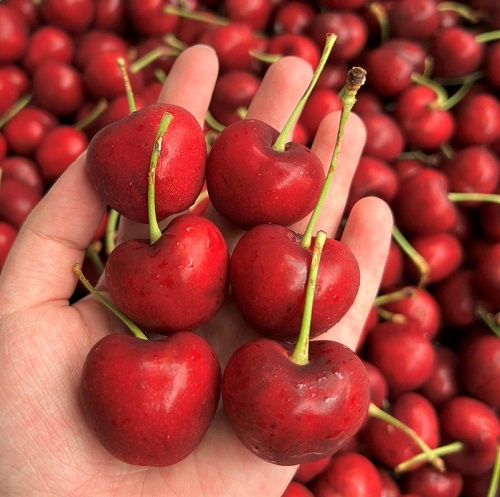 Cherry Canada