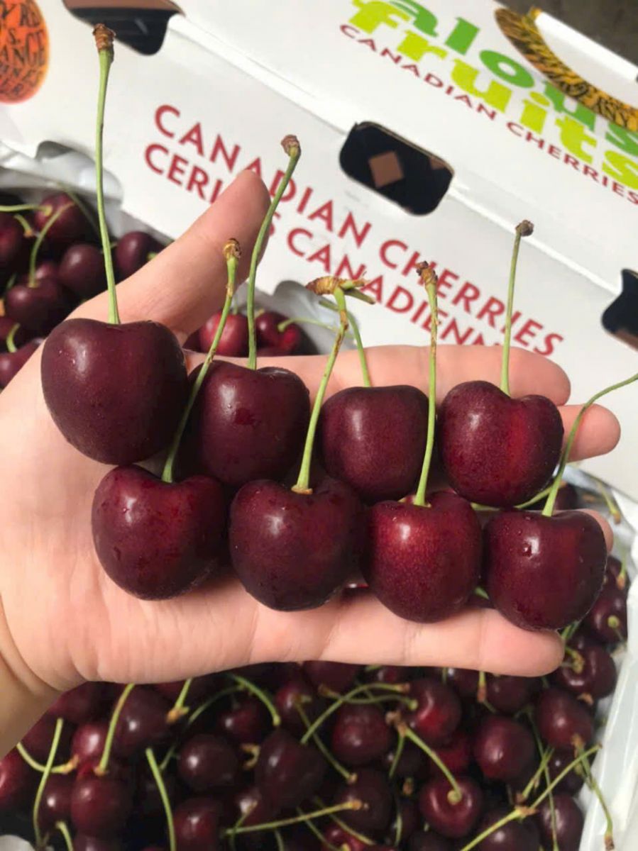 Cherry chuối CND Canada