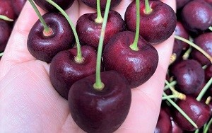 quả cherry