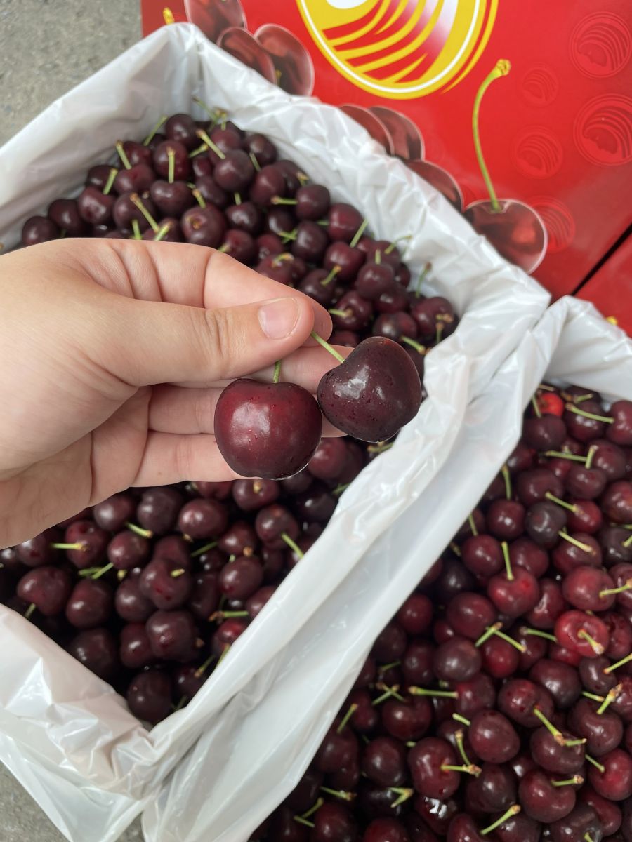 Cherry Mỹ Rivermaid