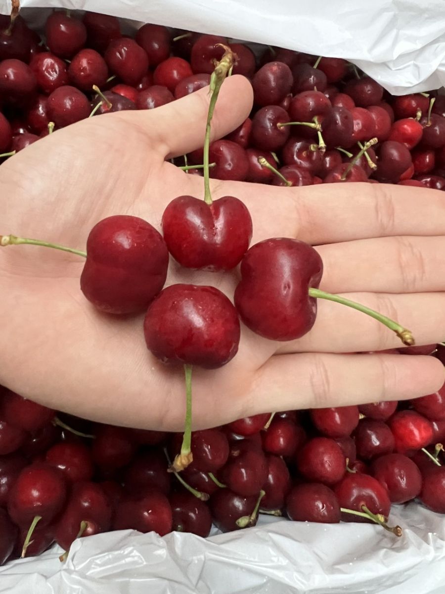 Cherry Coral champagne Golden grow Mỹ