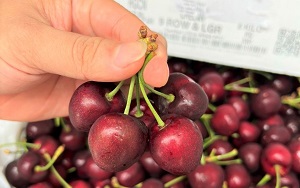 quả Cherry Canada