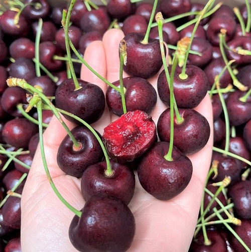 Cách các cửa hàng hoa quả nhập khẩu giữ cherry tươi ngon