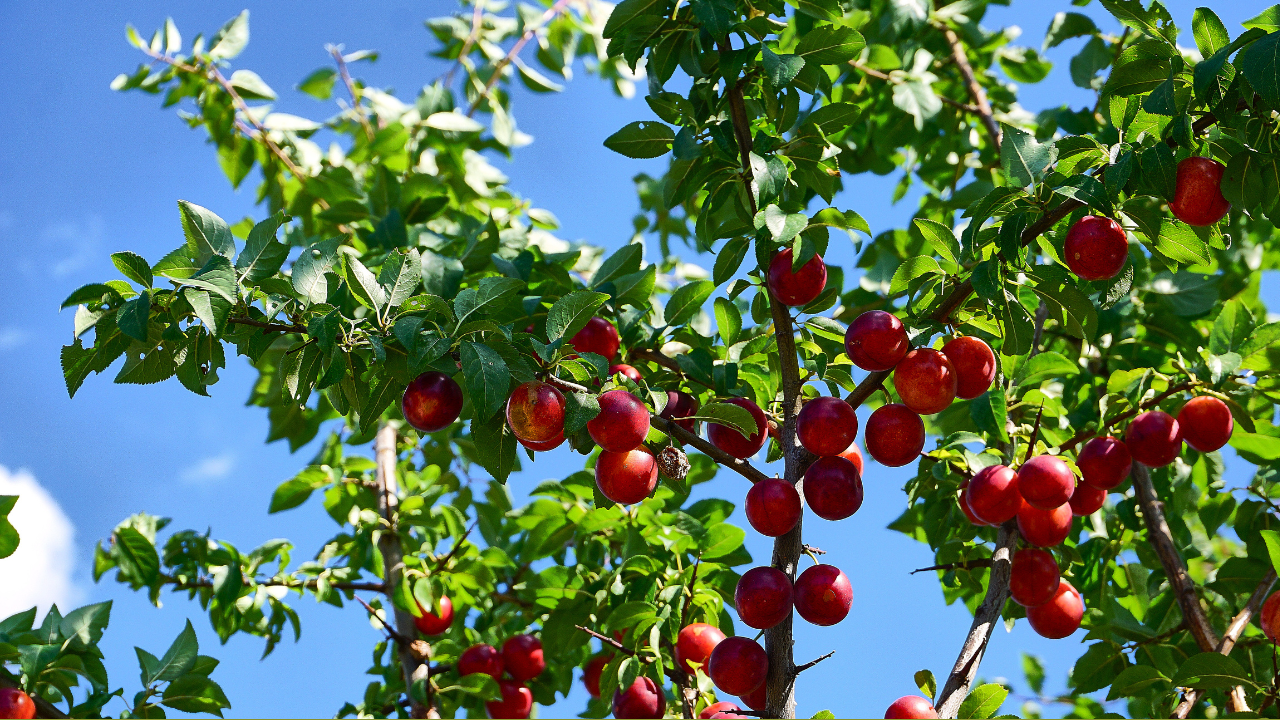 quả cherry