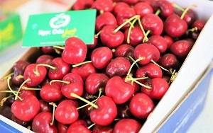 Cherry Mỹ thùng 5kg