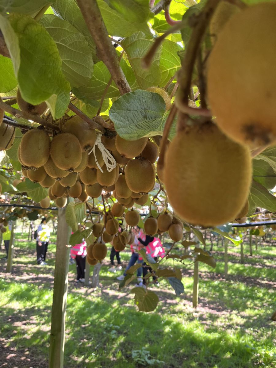 Hình ảnh quả kiwi vàng New Zealand