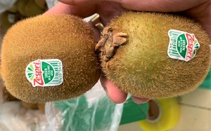 kiwi xanh