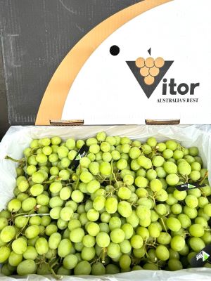 nho xanh Úc không hạt Vitor