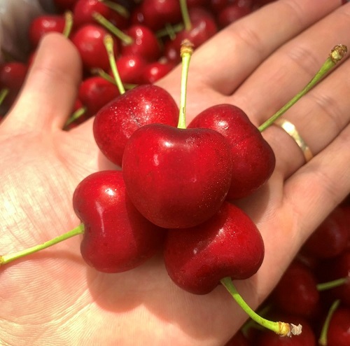 BÁN CHERRY CORAL CHAMPAGNE GOLDEN GROW