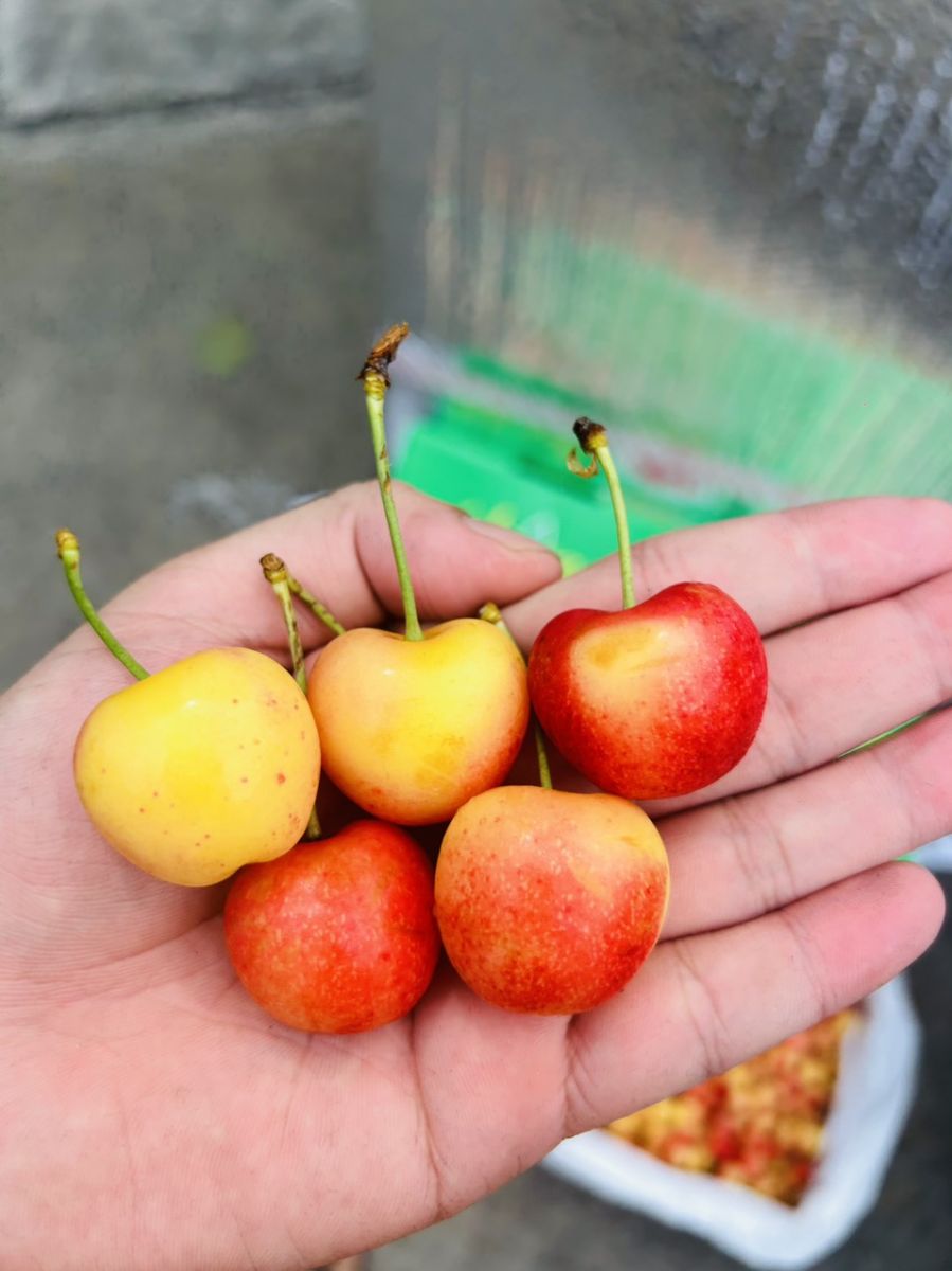 Cherry Coral champagne Golden grow Mỹ